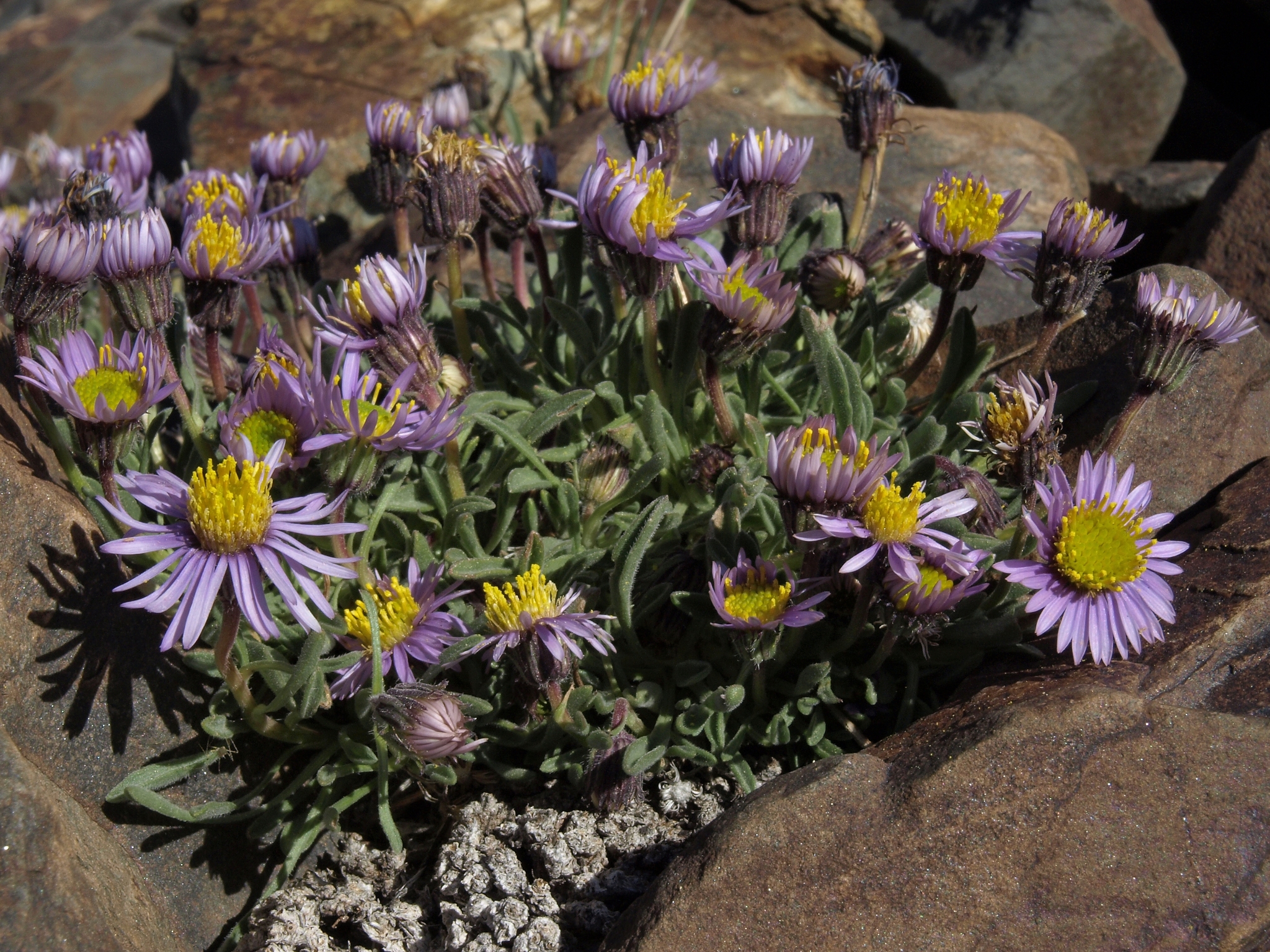 Erigeron pygmaeus