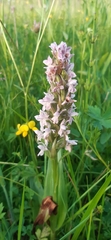 Dactylorhiza incarnata incarnata