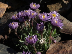 Erigeron pygmaeus