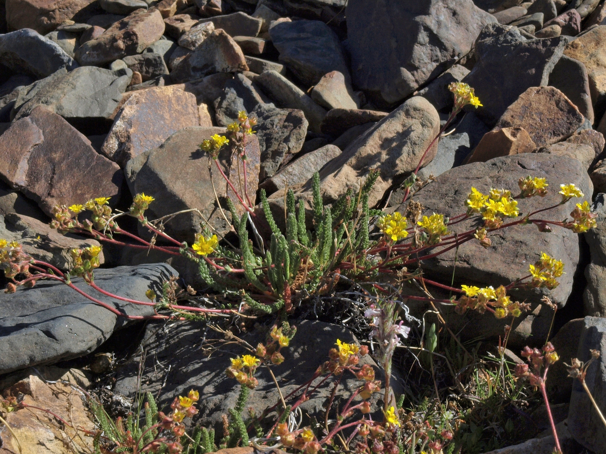 Ivesia lycopodioides var. scandularis