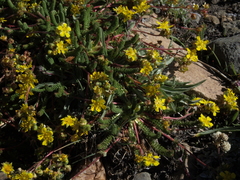 Ivesia lycopodioides scandularis
