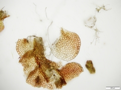 Solenostoma gracillimum