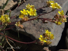 Ivesia lycopodioides scandularis