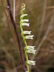 Spiranthes eatonii