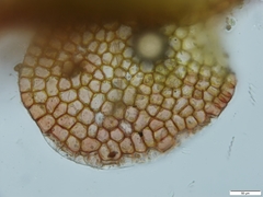 Solenostoma gracillimum