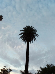 Phoenix canariensis