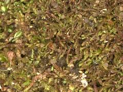 Solenostoma gracillimum