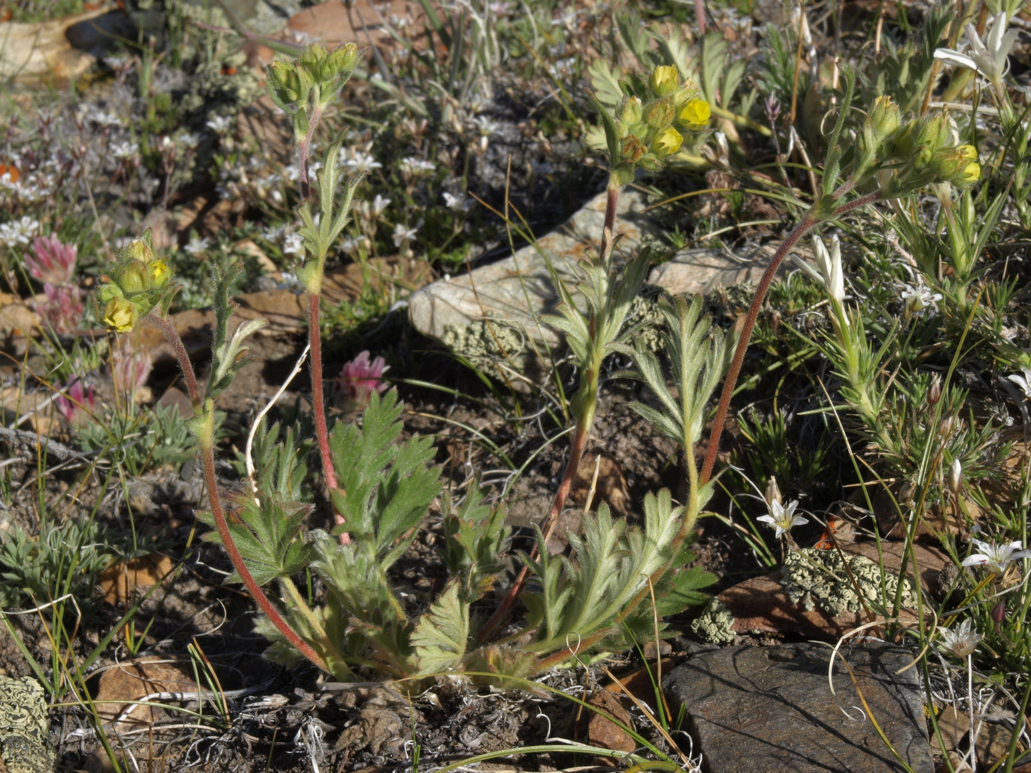 Potentilla jepsonii