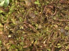 Solenostoma gracillimum