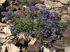 Penstemon heterodoxus heterodoxus
