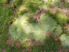 Leucobryum juniperoideum
