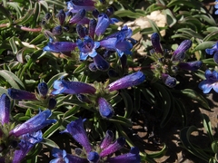 Penstemon heterodoxus heterodoxus