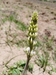 Lupinus leptophyllus