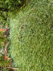 Leucobryum juniperoideum