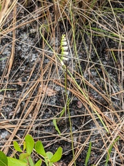 Spiranthes eatonii