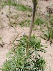 Lupinus leptophyllus