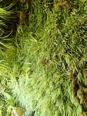 Leucobryum juniperoideum