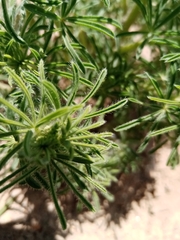 Lupinus leptophyllus