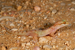 Hemidactylus minutus