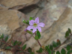 Cuphea ciliata