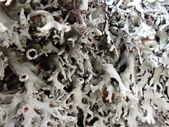 Xanthoparmelia viriduloumbrina