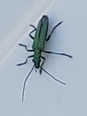 Oedemera nobilis