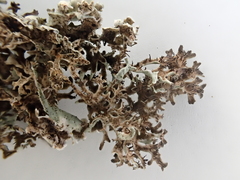 Xanthoparmelia viriduloumbrina