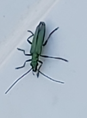 Oedemera nobilis