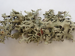 Xanthoparmelia viriduloumbrina