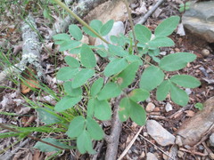 Taenidia