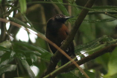 Pheugopedius atrogularis