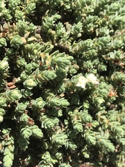 Pimelea carnosa