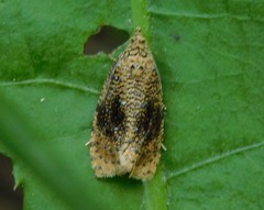 Olethreutes astrologana