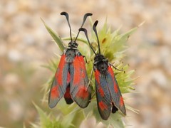 Zygaena sarpedon