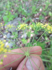 Taenidia