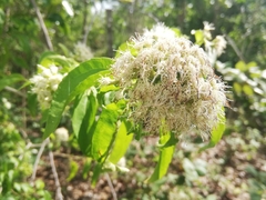 Koanophyllon albicaule