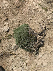 Pimelea carnosa