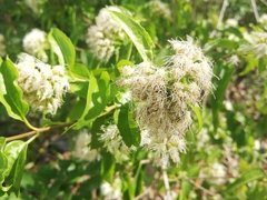 Koanophyllon albicaule