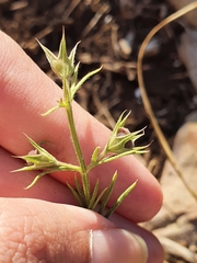 Teucrium pseudochamaepitys