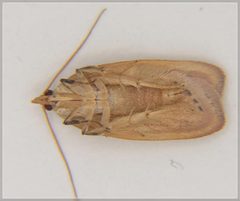 Phaeosaces coarctatella