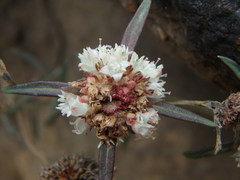 Galianthe bogotensis