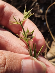Teucrium pseudochamaepitys
