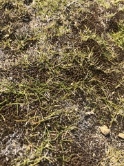 Zoysia minima