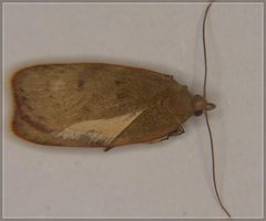Phaeosaces coarctatella