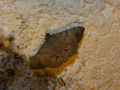 Anticarsia