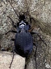 Carabus goryi