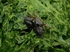 Petrolisthes cabrilloi