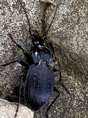 Carabus goryi