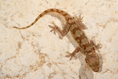 Hemidactylus lemurinus