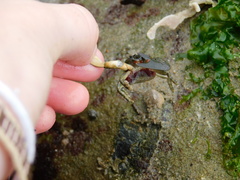 Petrolisthes cabrilloi